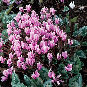 Cyclamen Hardy