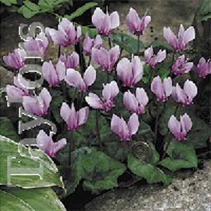 Unbranded Cyclamen Hederifolium Bulbs