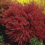 Unbranded Cytisus Boskoop Ruby 405111.htm