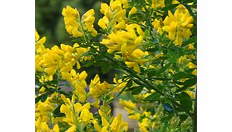 Unbranded Cytisus Plant - Porlock