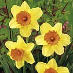 Unbranded Daffodil Masked Light