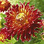 Unbranded Dahlia Akita