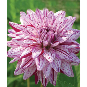 The appropriately named Blackberry Ripple produces white flowers with crimson flecks and stripes.