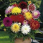 Unbranded Dahlia Cactus Flowered Trial Pack 248126.htm