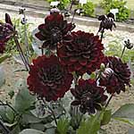 Unbranded Dahlia Chocolate Plants 402871.htm