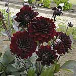 Unbranded Dahlia Chocolate Plants