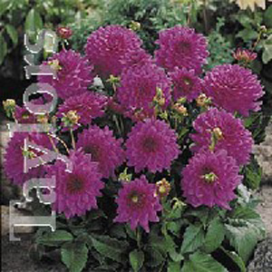 Unbranded Dahlia Claudette Bulb