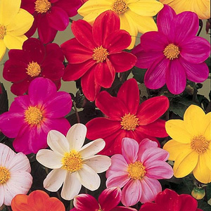 Unbranded Dahlia Coltness Hybrids Mix Seeds