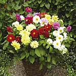 Unbranded Dahlia Delight Mixed Garden Ready Plants