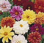 Unbranded Dahlia Dwarf Amore Seeds 420110.htm