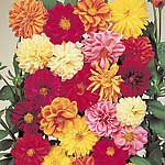 Unbranded Dahlia Dwarf Double Hybrids Seeds