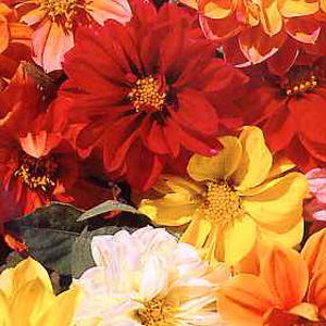 Unbranded Dahlia Dwarf Mixed Seeds