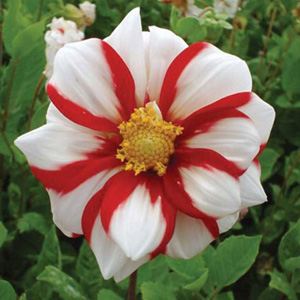 Unbranded Dahlia Fire and Ice Bulb