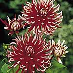 Unbranded Dahlia Friquolet