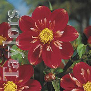 Unbranded Dahlia Little Treasure Bulb