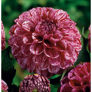 Unbranded Dahlia Marble Ball Bulb