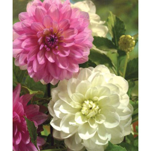 This Dahlia is a classic combination of striking mixtures and blends for the perfect summer garden.