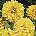 Unbranded Dahlia Medium Flowered Trial Pack 242824.htm