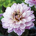 Unbranded Dahlia Melody Harmony 242677.htm