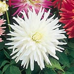 Unbranded Dahlia My Love