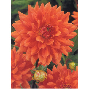 Unbranded Dahlia Noordwiljk