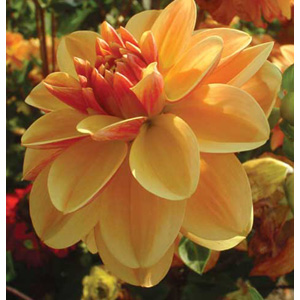 Unbranded Dahlia Peach Brandy Bulb