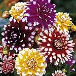 Unbranded Dahlia Pinwheel Mixture 224348.htm