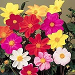 Unbranded Dahlia Romeo Seeds