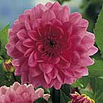 Unbranded Dahlia Rosella