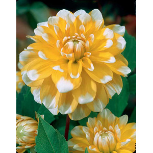 Unbranded Dahlia Seattle Bulb