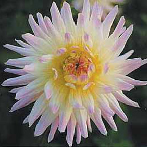 Unbranded Dahlia Shooting Star Bulbs