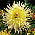 Unbranded Dahlia Shooting Star