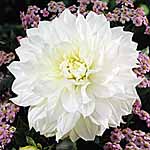 Unbranded Dahlia Snowstorm