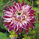 Unbranded Dahlia Vancouver 242685.htm