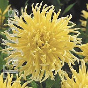 Unbranded Dahlia Yellow Star Cactus Bulb