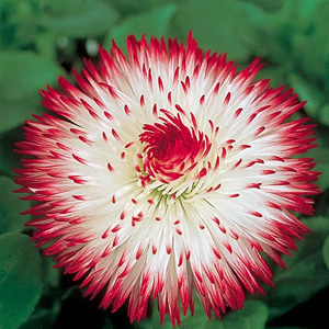 Unbranded Daisy Blushing Bride Bellis Perennis Seeds