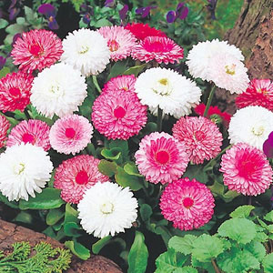 Daisy Petite Pom Pom Mix Seeds