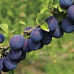 Unbranded Damson Merryweather