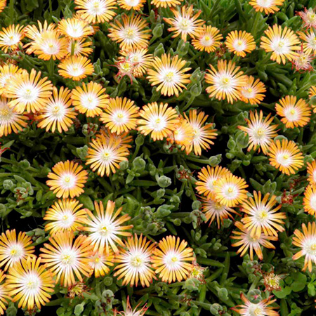 Unbranded Delosperma Perfect Orange Plants Pack of 3