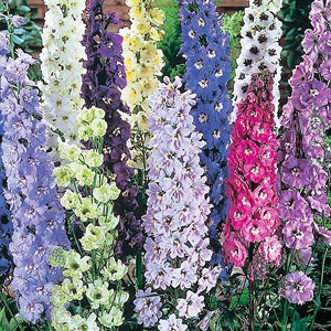 Delphinium Delight Mix Seeds