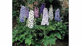 Unbranded Delphinium Magic Fountains Plants