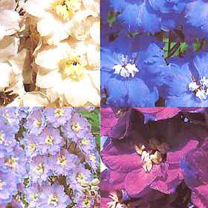 Unbranded Delphinium New Century Seeds