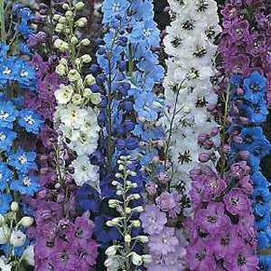 Unbranded Delphinium Pacific Giants Seeds