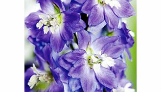 Unbranded Delphinium Plant - Magic Fountain Sky Blue