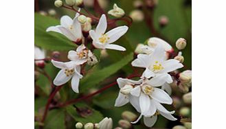 Unbranded Deutzia Plant - Crenata Nikko