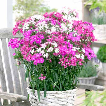 Unbranded Dianthus Bouquet Mixed Plants Pack of 16 Pot