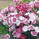 Attractive picoteed blooms darken as they age  creating a pretty tapestry effect across the compact 