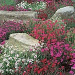 Unbranded Dianthus Deltoides Starburst Seeds