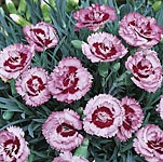 Unbranded Dianthus Raspberry Sundae Plants