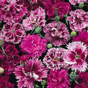 Unbranded Dianthus Victoriana Seeds